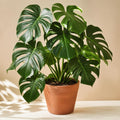 Monstera Deliciosa plant in a pot