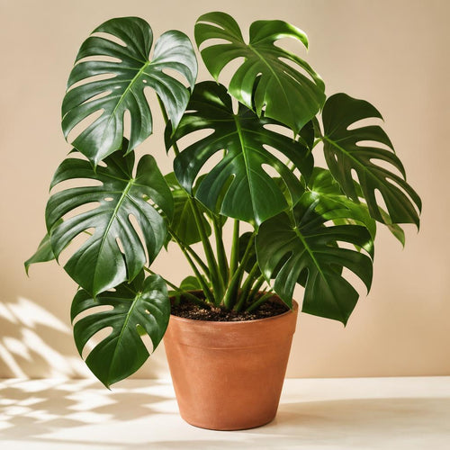 Monstera Deliciosa plant in a pot