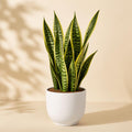 Snake Plant in a white ceramic pot